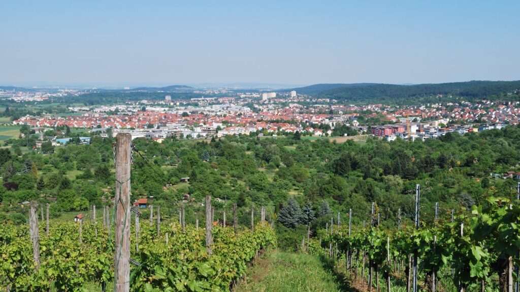 Blick über Gerlingen von der Forchenrainstraße, im Vordergrund Weinberge